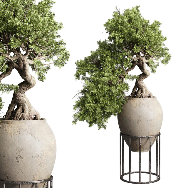 Bonsai tree in an old earthenware vase indoor plant 343 — Descargar