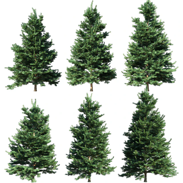 Abies Concolor 6 - 7m — Descargar