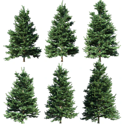 Abies Concolor 6 - 7m — Ver 2