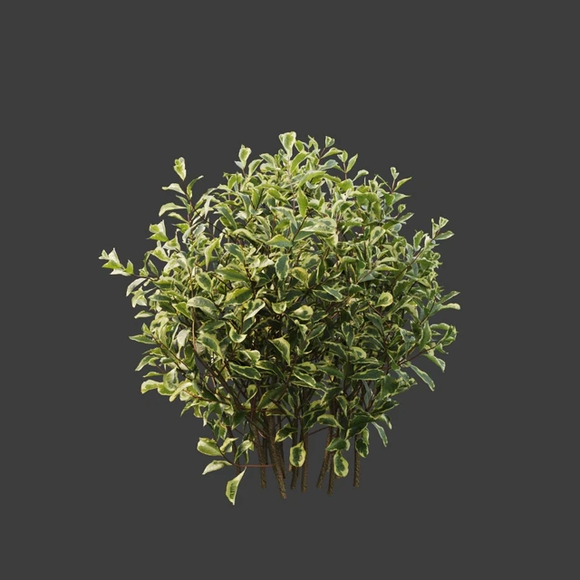 Weigela florida — Descargar