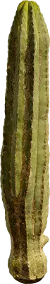 cactus 009 — Descargar