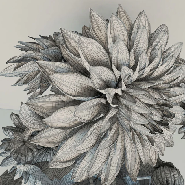 flowers dahlias — Descargar