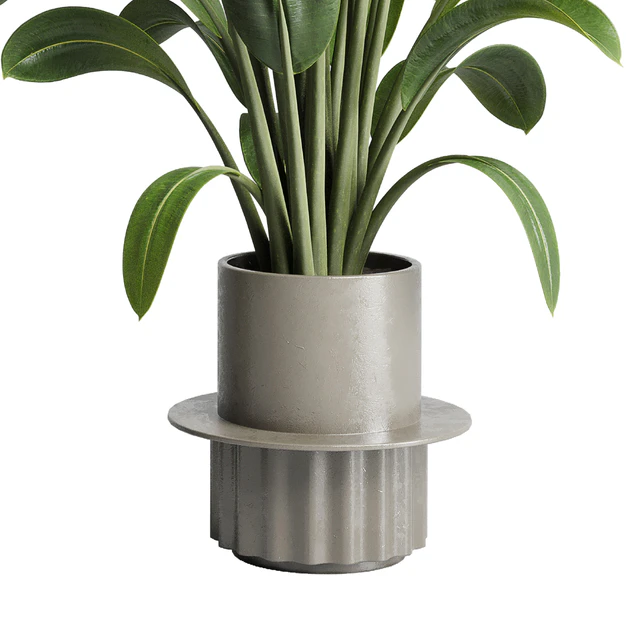 Collection indoor plant 206 plant cactus — Descargar