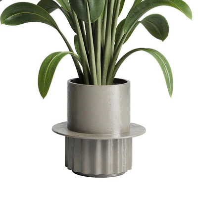 Collection indoor plant 206 plant cactus — Ver 2