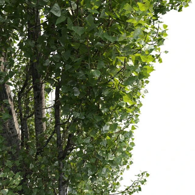 Poplar / Populus #1 — Descargar