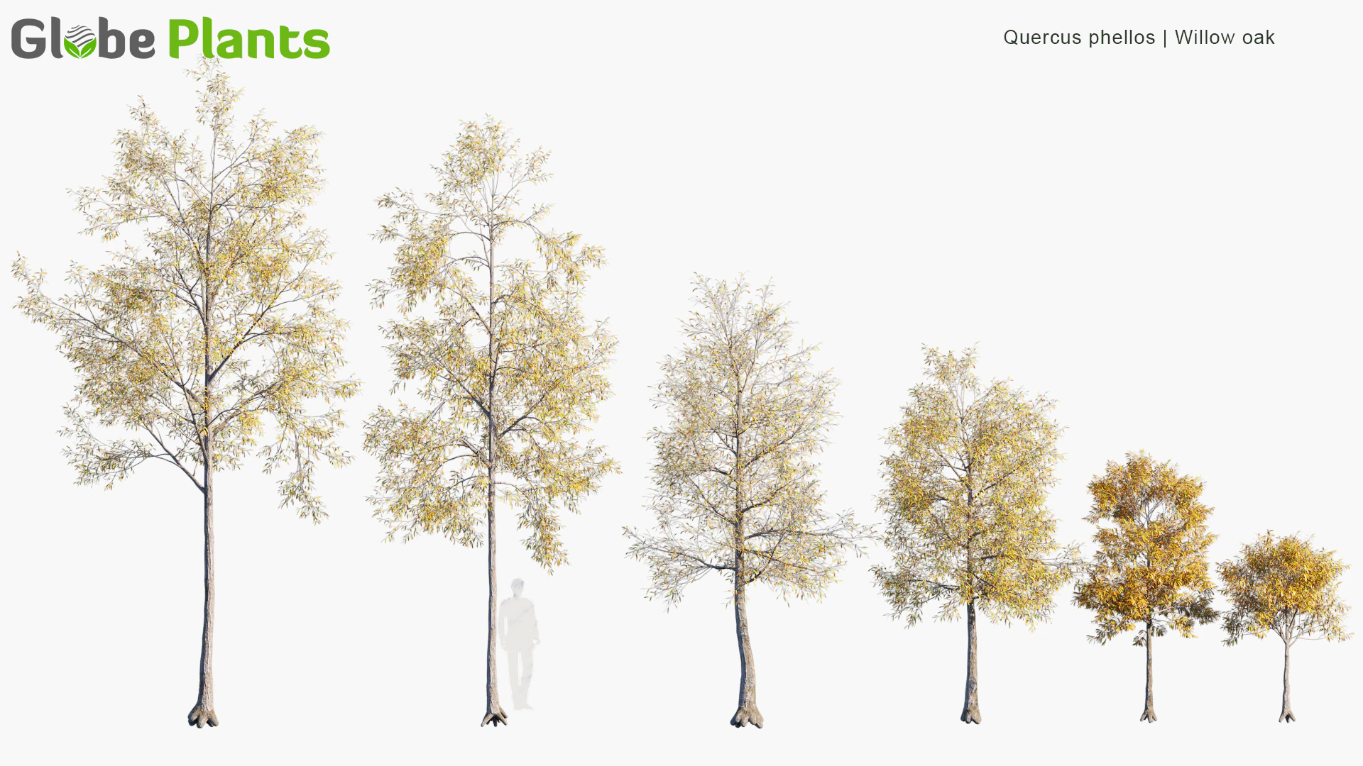 quercus phellos — Скачать