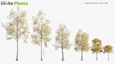 quercus phellos — скачать