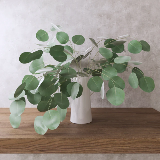 Silver Dollar Eucalyptus — Descargar