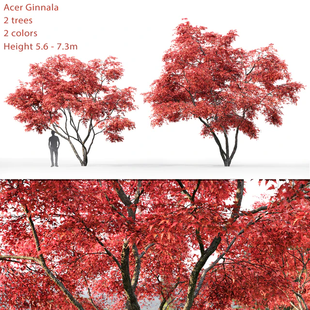 Acer — Descargar