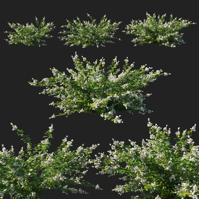 Symphoricarpos berry bush white — Descargar
