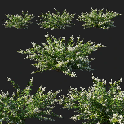 Symphoricarpos berry bush white — Descargar