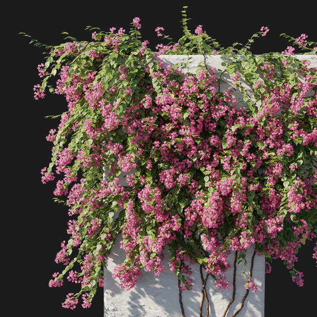 Bougainvillea 02 — Скачать