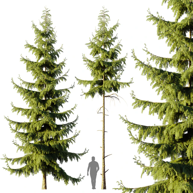 Pine Spruce — Скачать