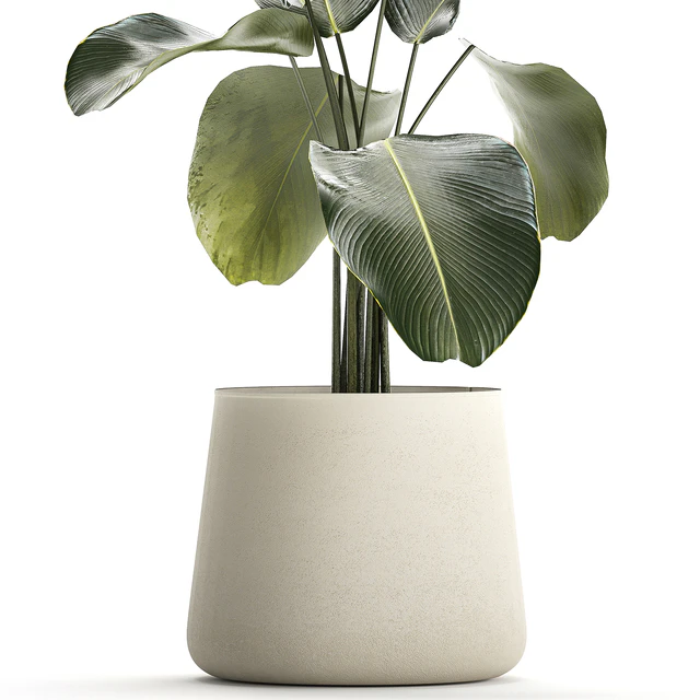 Exotic bush Calathea lutea in a pot, Strelitzia. Plants 1310 — Descargar