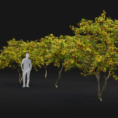 Malus  tree — Ver 2