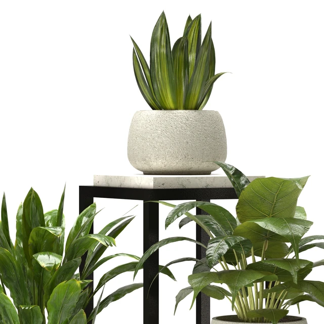 Collection Indoor Plants Nim08 — Скачать