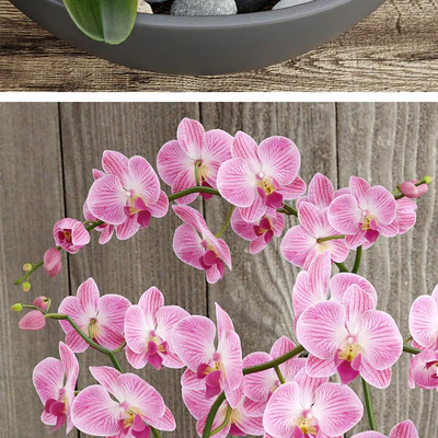 Orchid — Ver 2