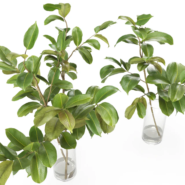 Magnolia Branch set 01 — Скачать