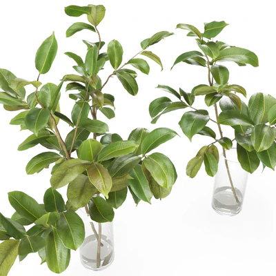Magnolia Branch set 01 — Вид 2