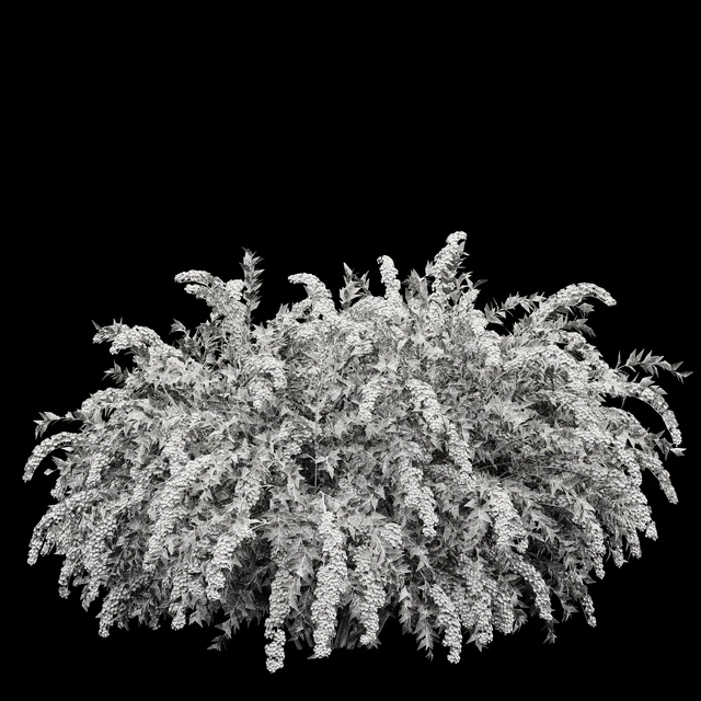 Spiraea cinerea 3 Material Grefsheim flowering shrub — Скачать