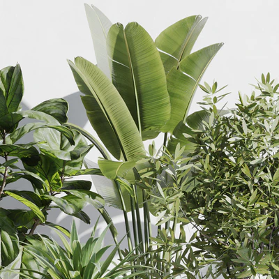 indoor plant set 66 — Вид 2