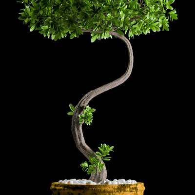 PLANTS 146 — Ver 2