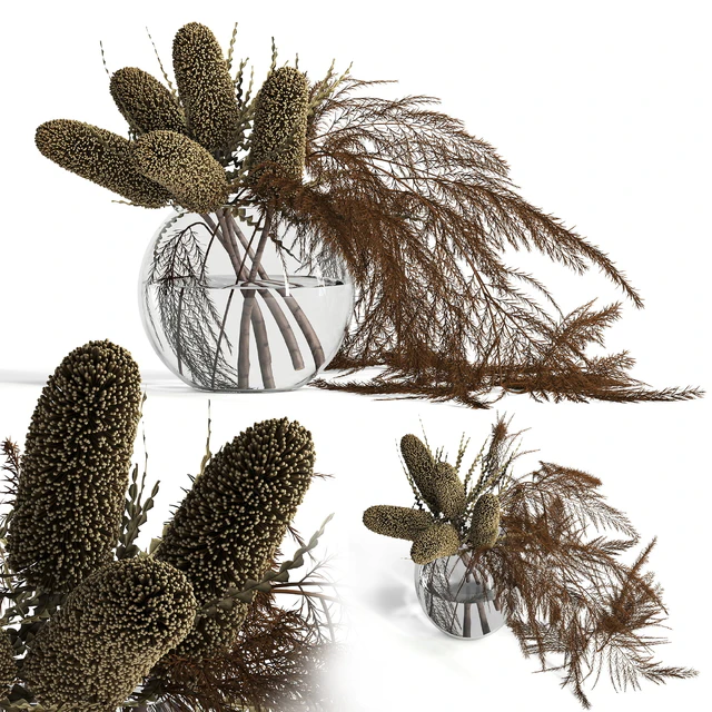 Dry banksia and fern — Descargar