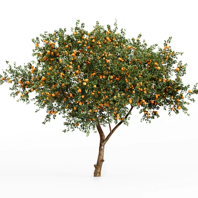 New Plant Orange fruit Tangerine tree001 — Ver 2