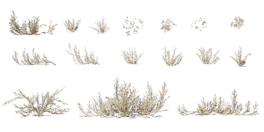 river saltbush 001 — Скачать