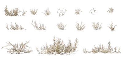 river saltbush 001 — Скачать