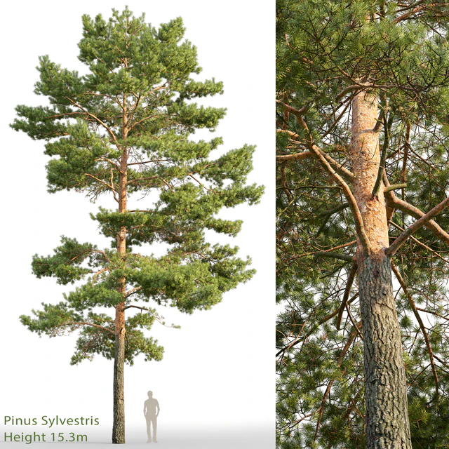 Pine — Descargar