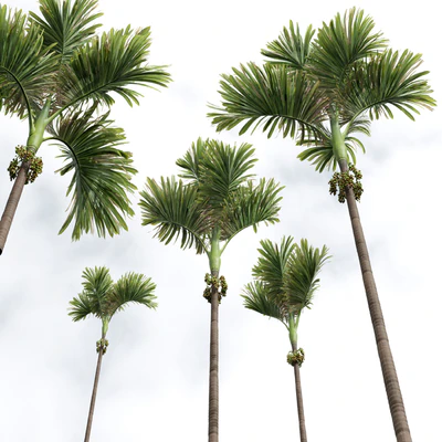 Acoelorrhaphe Wrightii and Borassus Flabellifer and Areca Catechu Decorative Garden Fruit — Ver 2