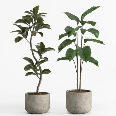 indoor plant set 017 — Вид 2