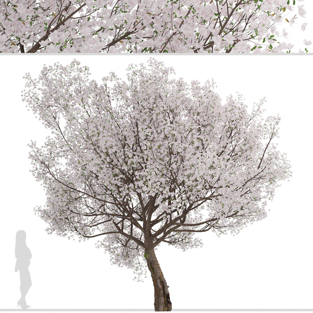 Yoshino Cherry Tree (Prunus yedoensis) (1 Tree) — Скачать