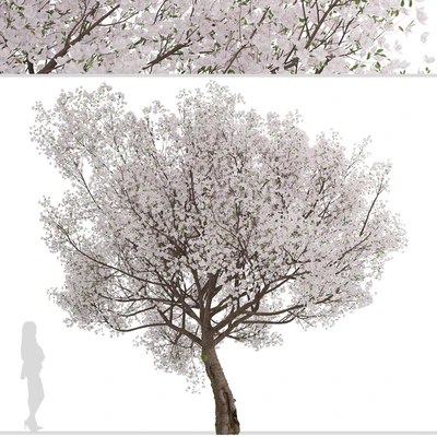 Yoshino Cherry Tree (Prunus yedoensis) (1 Tree) — Вид 2