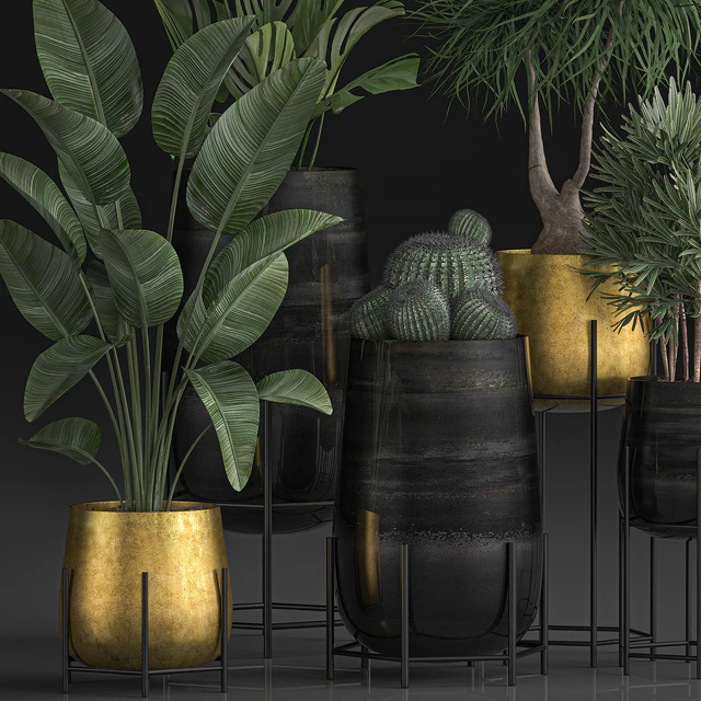 Collection of plants in luxury gold pots on legs with Monstera, Banana, rapeseed, dracaena, cactus, luxury decor. Set 546. — Descargar