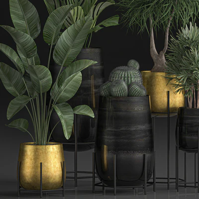 Collection of plants in luxury gold pots on legs with Monstera, Banana, rapeseed, dracaena, cactus, luxury decor. Set 546. — Ver 2
