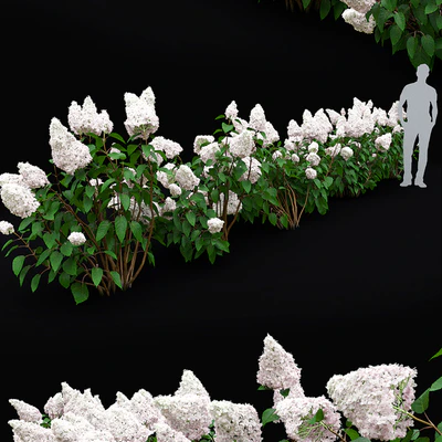Hydrangea Paniculata — Ver 2