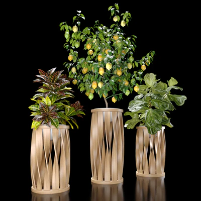 Plants set 5 (Croton, Ficus, Limon) — Вид 2