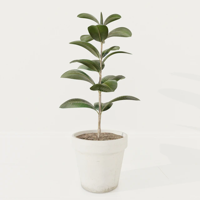 Ficus plant — Descargar