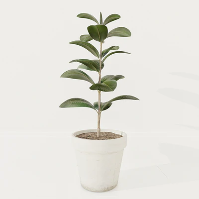Ficus plant — Ver 1