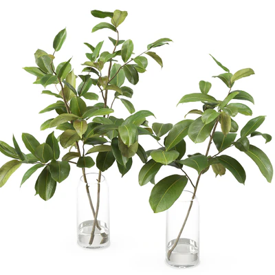 Magnolia Branch set 01 — Вид 1