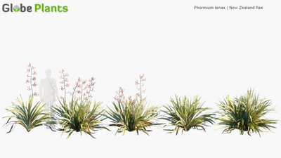 phormium tenax — скачать