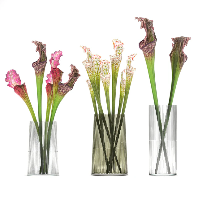 A set of exotic bouquets of Saracenia flowers in glass vases. 180 — Descargar