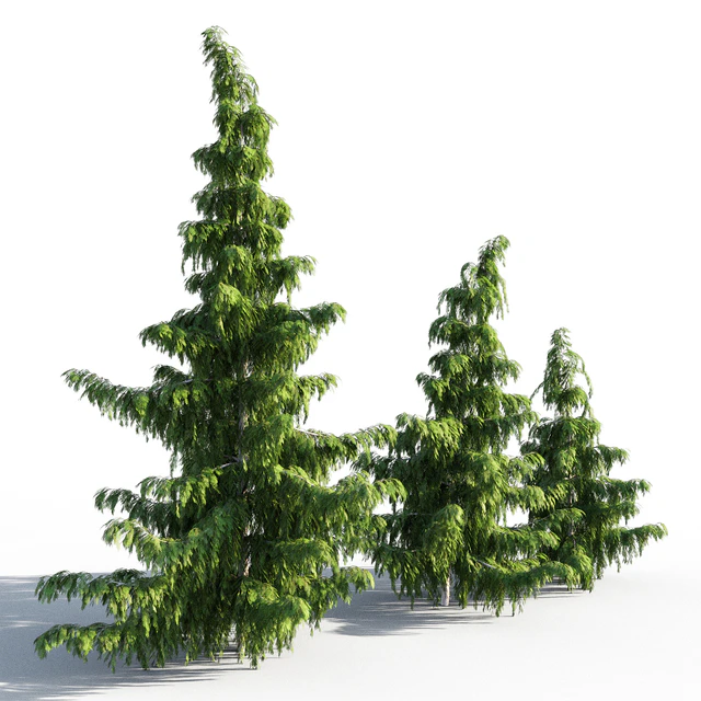 Chamaecyparis Nootkatensis — Скачать