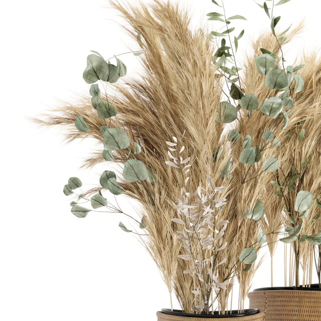 Dry plants 20 - Dried Plantset Pampas set with Wicker Basket — Descargar