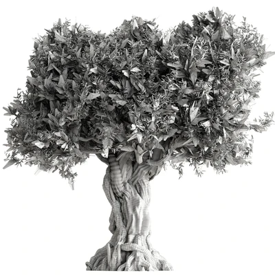 Olive Tree Set 259 — View 2