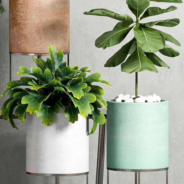 PLANT SET -81 — Descargar