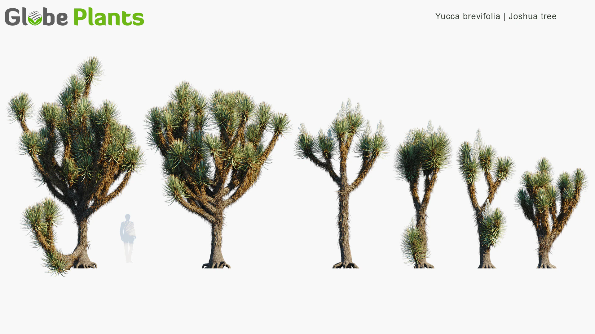 yucca brevifolia — Download
