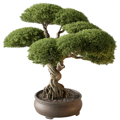 Indoor Plant 639 -Bonsai — Ver 1